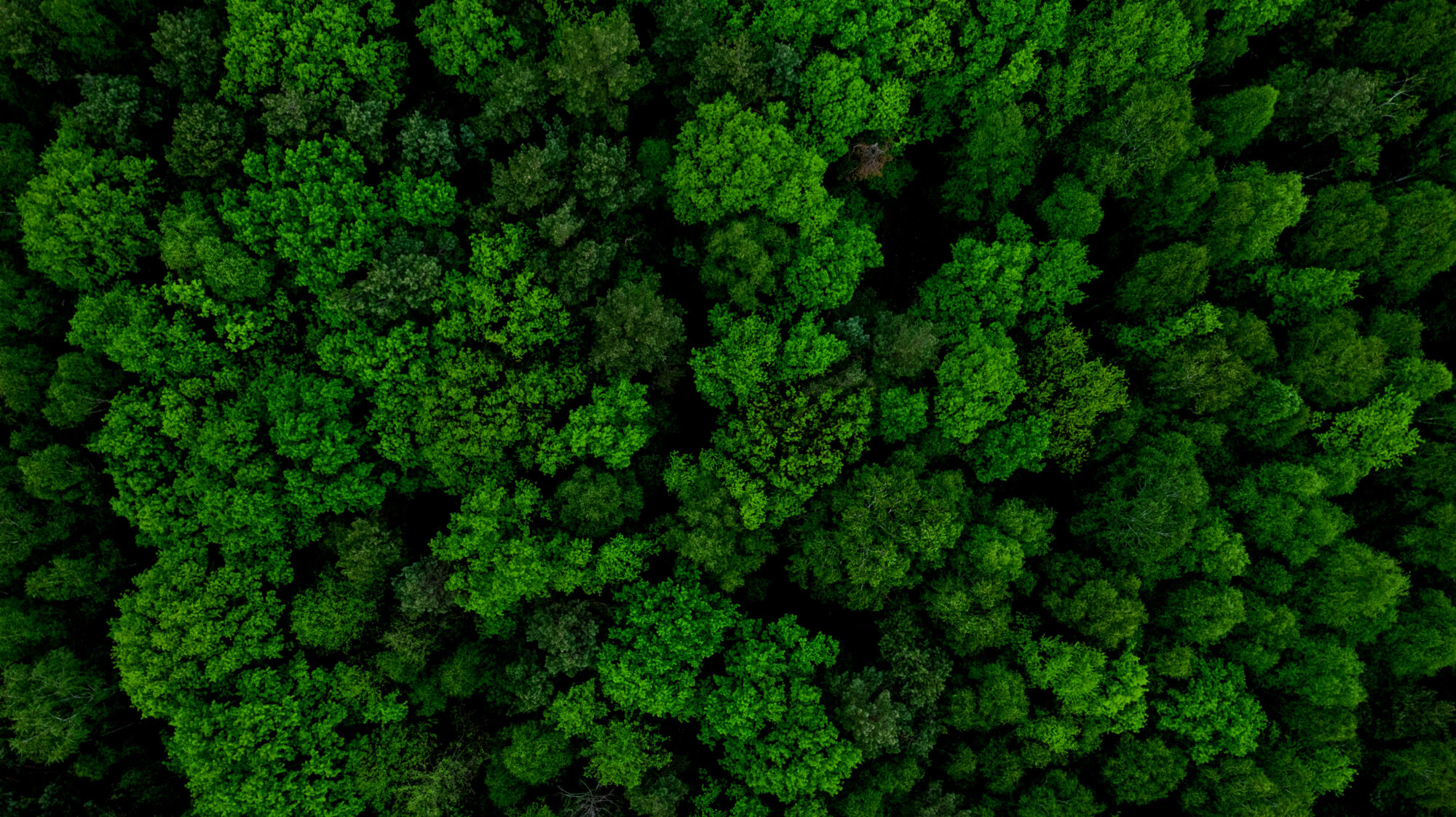 Eco Bois Alsace : la garantie d’un bois issu à 100% de forêts Haut-Rhinoise Cernay