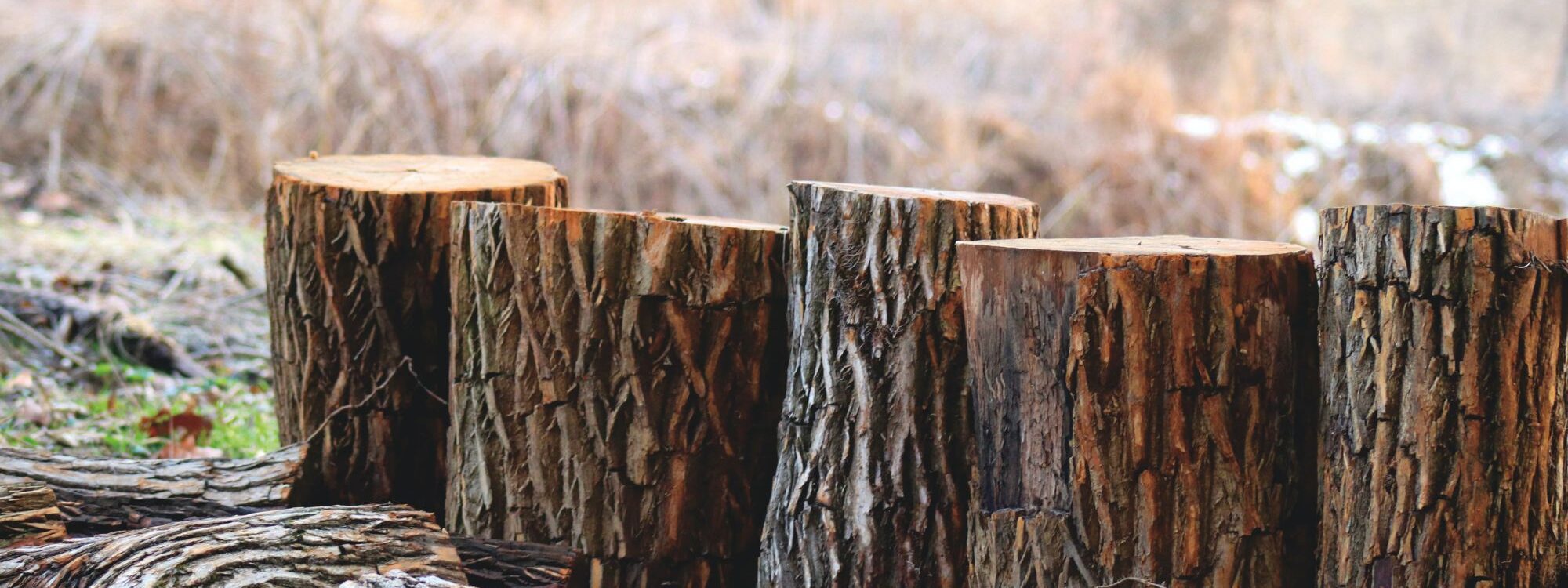 Pourquoi opter pour le chêne comme bois de chauffage ? Riedisheim